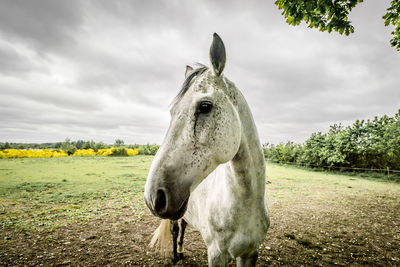 Horse standing in a field