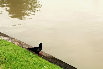 High angle view of bird on lakeshore