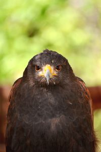 Portrait of an eagle with a yellow beak