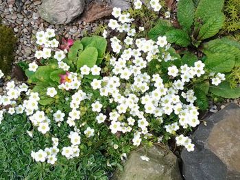 Close-up of white flowers