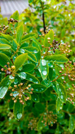 Close-up of green leaves