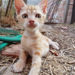 Portrait of kitten sitting outdoors