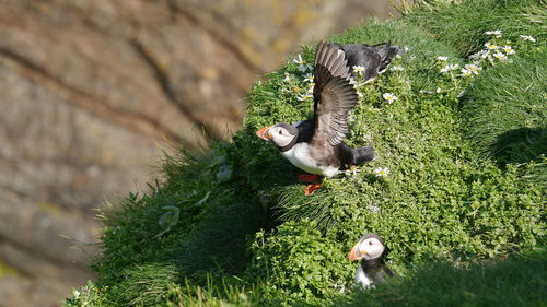 Puffin with spread wings going to fly