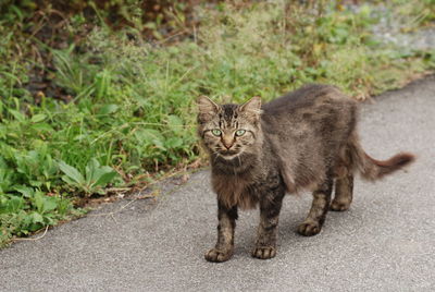 Portrait of cat on road