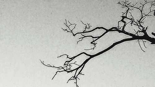 Silhouette bare tree branch