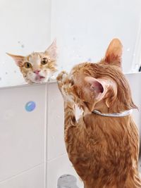 Cat looking away in a mirror