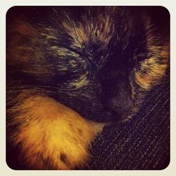 Close-up of cat