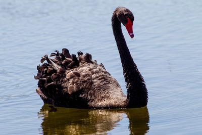 Close-up of swan swimming on lake