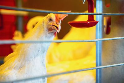 Close-up of chicken bird in cage at poultry farm