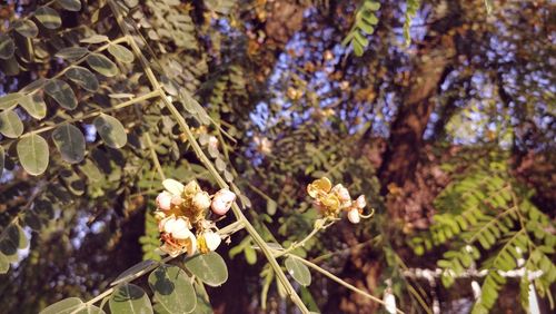 Close-up of cherry blossom on tree