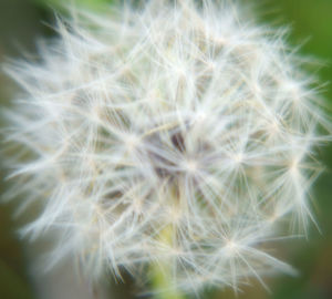 Close-up of dandelion flower