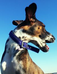 Close-up of dog looking away against blue sky