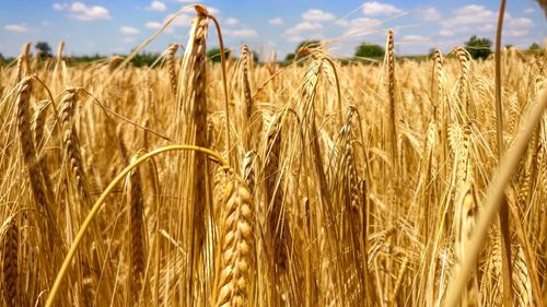 Wheat field against sky