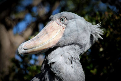 Close-up of a bird