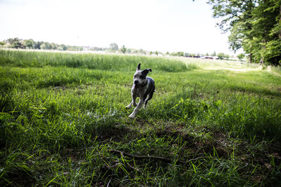 Dog standing in field