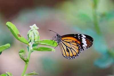 Close-up of butterfly on plant