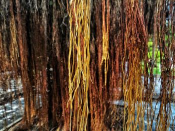 Close-up of tree trunk