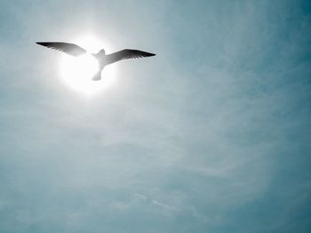 Low angle view of seagull flying in sky