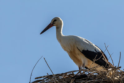 Low angle view of bird perching against clear sky