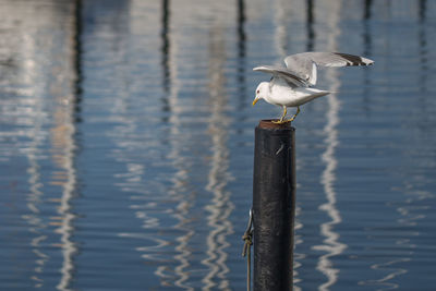 Seagull perching on wooden post