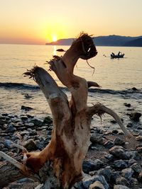 Driftwood on beach during sunset