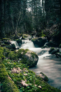 Scenic view of waterfall in forest