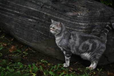 High angle view of cat sitting on wood