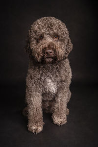 Close-up of dog against black background