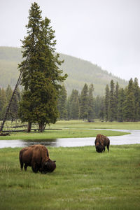 Horses grazing in a field