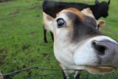 Close-up of horse on field