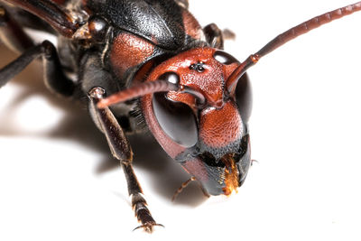 Close-up of insect on white background