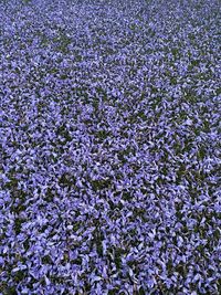 Full frame shot of flowering plants on field