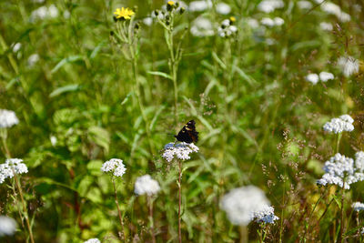 Close-up of butterfly pollinating on flower