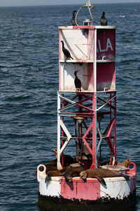 View of fishing buoy in sea with cormorants