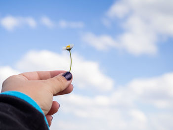 Cropped hand holding red flowering plant against sky