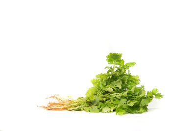 Close-up of vegetable against white background