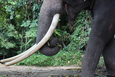Close-up side view of an elephant