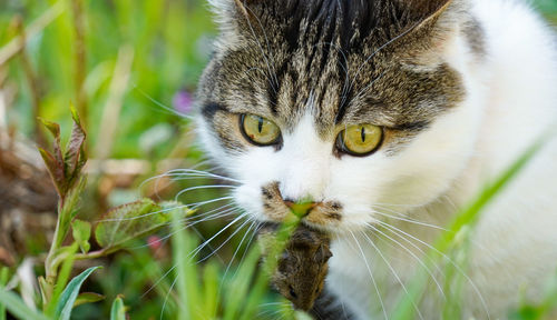 Close-up portrait of a cat