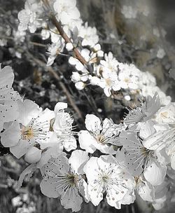 Close-up of white flowers