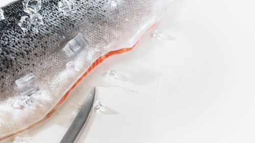 Fresh sea fish, raw salmon fillet with ice cubes and a knife on a white background with copy space