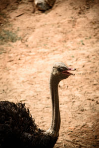 Close-up side view of a bird against blurred background