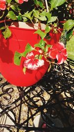 Low angle view of red flowers