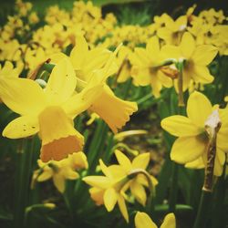 Close-up of yellow flower