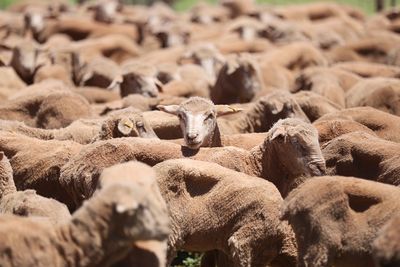 Young lambs with a rustic color in a holding pen in outback australia with one looking at the camera