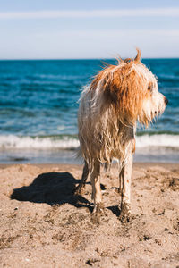 Lion lying on the beach