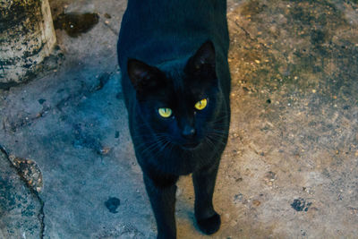 High angle portrait of black cat