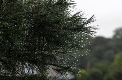 Close-up of raindrops on pine tree