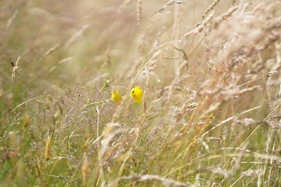Yellow flowers growing amidst grass on field