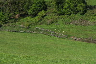 Scenic view of forest