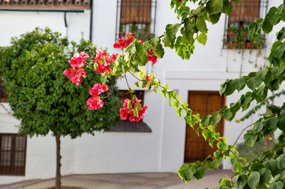 Potted plant against building